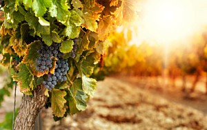 Lakeridge Winery and Vineyards